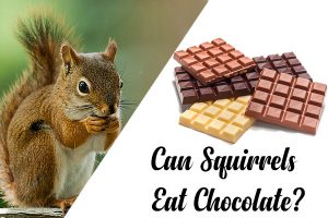 Can Squirrels Eat Chocolate? Wildlife Feeding Guide For 2022 | Infoik