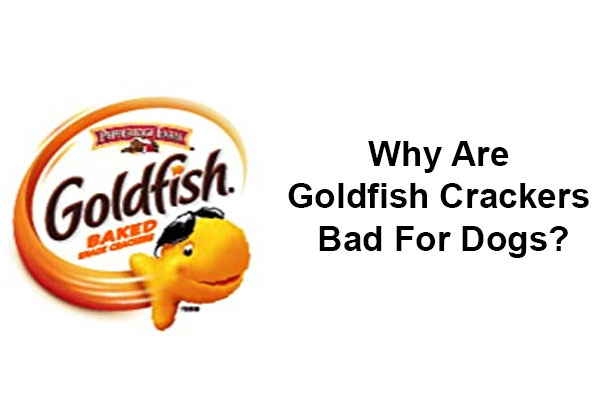 can-dogs-have-goldfish-crackers-safe-for-dogs-answered-infoik